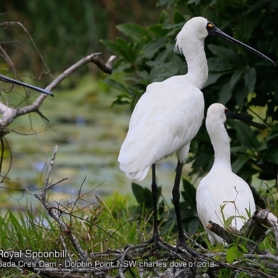 Platalea regia (Royal Spoonbill) at Burrill Lake, NSW - 16 Jan 2018 by CharlesDove