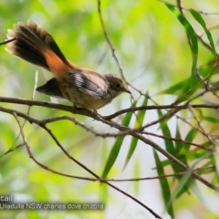 Rhipidura rufifrons (Rufous Fantail) at Meroo National Park - 16 Jan 2018 by CharlesDove