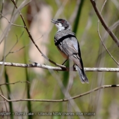 Pachycephala rufiventris (Rufous Whistler) at Meroo National Park - 15 Jan 2018 by Charles Dove