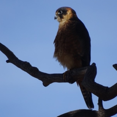 Falco longipennis (Australian Hobby) at Garran, ACT - 15 May 2018 by roymcd
