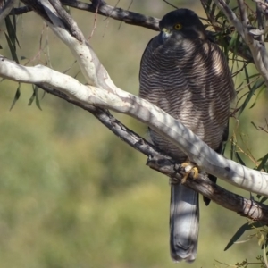 Accipiter fasciatus at Garran, ACT - 15 May 2018