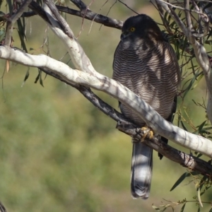 Tachyspiza fasciata at Garran, ACT - 15 May 2018