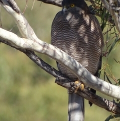 Tachyspiza fasciata at Garran, ACT - 15 May 2018