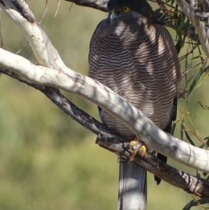 Accipiter fasciatus at Garran, ACT - 15 May 2018