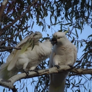 Cacatua galerita at Narrabundah, ACT - 15 May 2018 06:03 PM