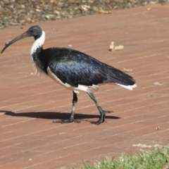 Threskiornis spinicollis (Straw-necked Ibis) at Glebe Park - 15 May 2018 by Alison Milton