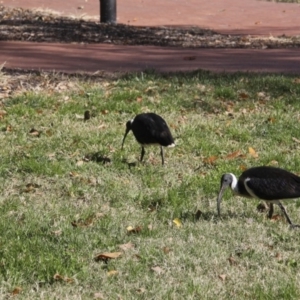 Threskiornis spinicollis at Canberra, ACT - 15 May 2018