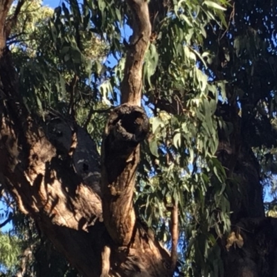 Native tree with hollow(s) (Native tree with hollow(s)) at Eden, NSW - 14 May 2018 by nickhopkins