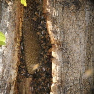 Apis mellifera at Canberra, ACT - 15 May 2018 01:51 PM