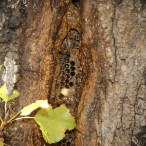 Apis mellifera at Canberra, ACT - 15 May 2018 01:51 PM