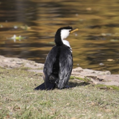 Microcarbo melanoleucos (Little Pied Cormorant) at Canberra, ACT - 15 May 2018 by Alison Milton