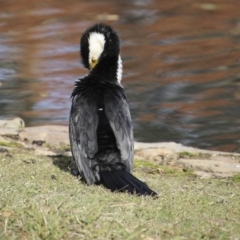 Microcarbo melanoleucos at Canberra, ACT - 15 May 2018