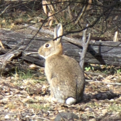 Oryctolagus cuniculus (European Rabbit) at Ainslie, ACT - 15 May 2018 by jbromilow50