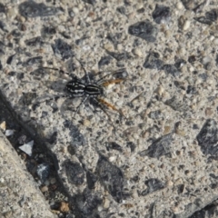 Nyssus coloripes (Spotted Ground Swift Spider) at Parkes, ACT - 15 May 2018 by AlisonMilton