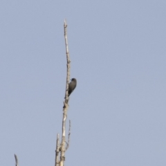 Artamus cyanopterus (Dusky Woodswallow) at Yarralumla, ACT - 15 May 2018 by Alison Milton