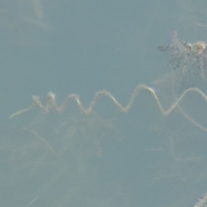 Vallisneria australis at Paddys River, ACT - 9 Apr 2018 07:03 PM