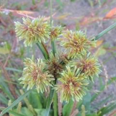 Cyperus eragrostis (Umbrella Sedge) at Point Hut to Tharwa - 9 Apr 2018 by MichaelBedingfield