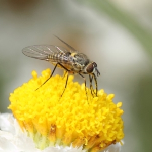 Australiphthiria hilaris at Acton, ACT - 8 Dec 2017 10:16 AM