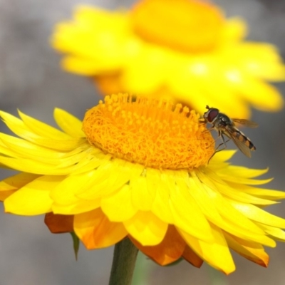 Melangyna viridiceps (Hover fly) at Acton, ACT - 8 Dec 2017 by Tim L