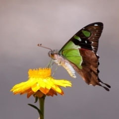 Graphium macleayanum (Macleay's Swallowtail) at Acton, ACT - 23 Feb 2014 by Tim L