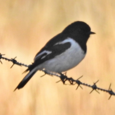 Melanodryas cucullata (Hooded Robin) at Tennent, ACT - 15 May 2018 by JohnBundock