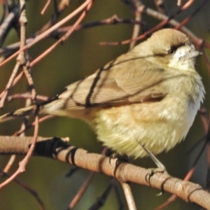 Aphelocephala leucopsis at Tennent, ACT - 16 May 2018