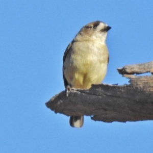 Aphelocephala leucopsis at Tennent, ACT - 16 May 2018