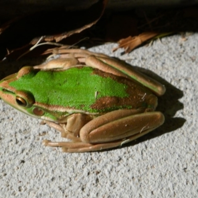 Litoria aurea (Green and Golden Bell Frog) at Undefined - 30 Jan 2018 by Marg