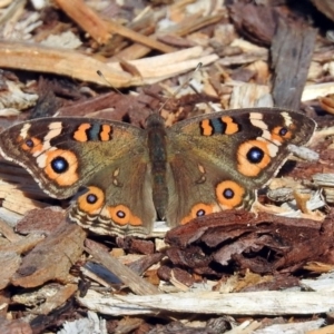 Junonia villida at Acton, ACT - 15 May 2018 10:48 AM