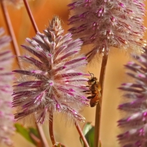 Apis mellifera at Acton, ACT - 15 May 2018 12:39 PM