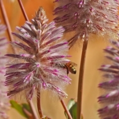 Apis mellifera at Acton, ACT - 15 May 2018 12:39 PM