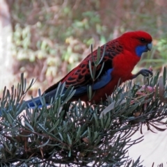 Platycercus elegans (Crimson Rosella) at Acton, ACT - 15 May 2018 by RodDeb