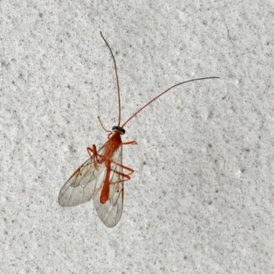 Netelia sp. (genus) (An Ichneumon wasp) at Acton, ACT - 15 May 2018 by RodDeb