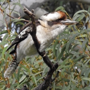 Dacelo novaeguineae at Canberra Central, ACT - 15 May 2018 01:45 PM