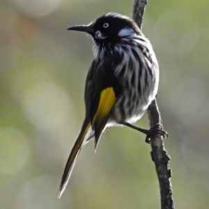 Phylidonyris novaehollandiae at Acton, ACT - 15 May 2018