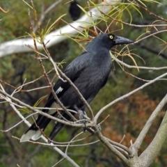 Strepera graculina (Pied Currawong) at Canberra Central, ACT - 15 May 2018 by RodDeb