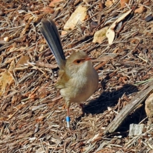 Malurus cyaneus at Canberra Central, ACT - 15 May 2018