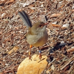 Malurus cyaneus at Canberra Central, ACT - 15 May 2018