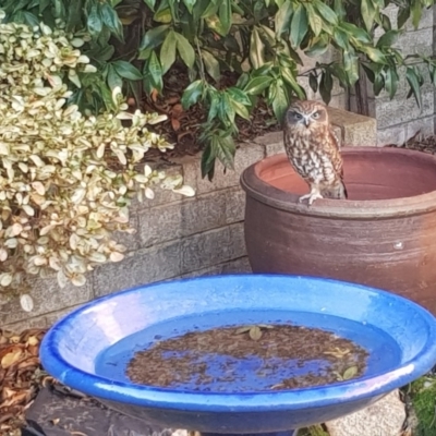 Ninox boobook (Southern Boobook) at Chapman, ACT - 16 May 2018 by angelb