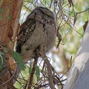 Podargus strigoides at Acton, ACT - 15 May 2018