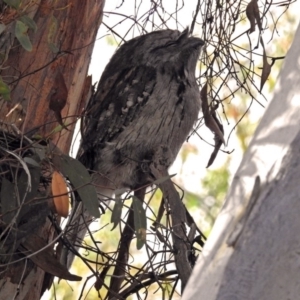 Podargus strigoides at Acton, ACT - 15 May 2018