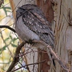 Podargus strigoides at Acton, ACT - 15 May 2018