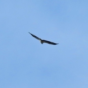 Haliaeetus leucogaster at Acton, ACT - 15 May 2018 01:14 PM