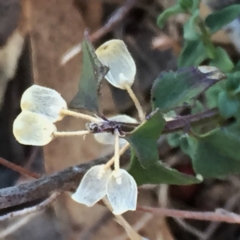 Scutellaria humilis (Dwarf Skullcap) at Googong, NSW - 16 May 2018 by Wandiyali