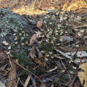 Scutellaria humilis at Googong, NSW - 16 May 2018