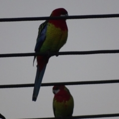 Platycercus eximius at Griffith, ACT - 16 May 2018