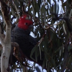 Callocephalon fimbriatum (Gang-gang Cockatoo) at Griffith, ACT - 16 May 2018 by roymcd