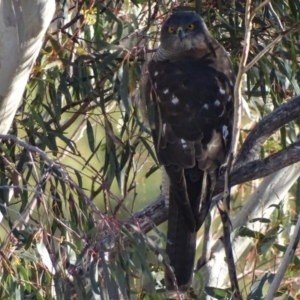 Tachyspiza fasciata at Garran, ACT - 16 May 2018