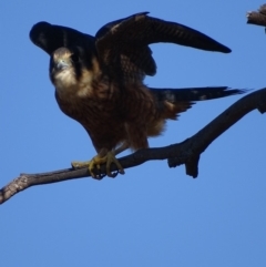 Falco longipennis (Australian Hobby) at Garran, ACT - 16 May 2018 by roymcd