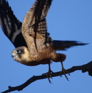 Falco longipennis at Garran, ACT - 16 May 2018